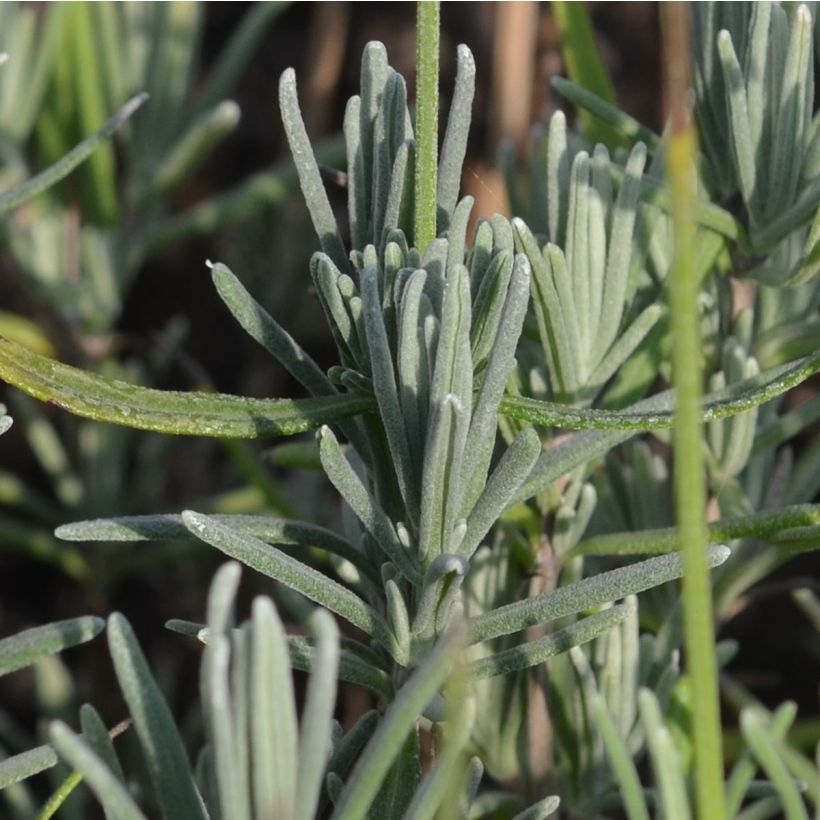 Lavandula angustifolia Munstead - Echter Lavendel (Laub)