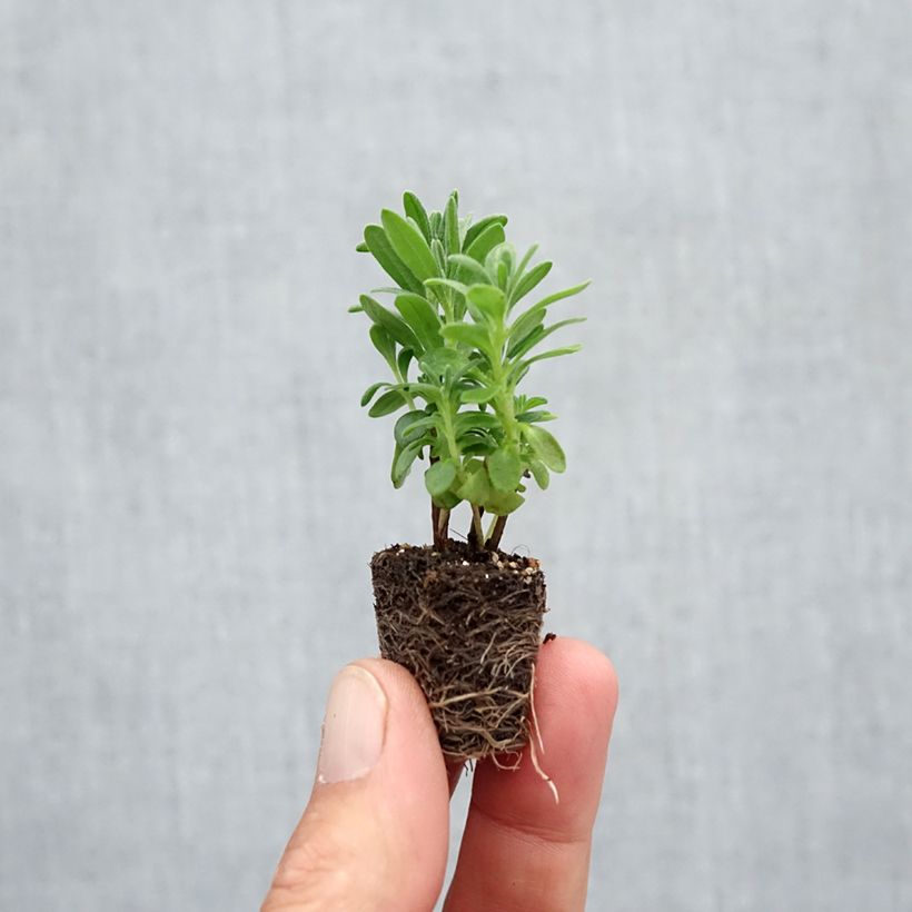 Exemplar von Lavandula angustifolia Munstead - Echter Lavendel Mini-Plug Ø 3/4 cm wie im Herbst geliefert