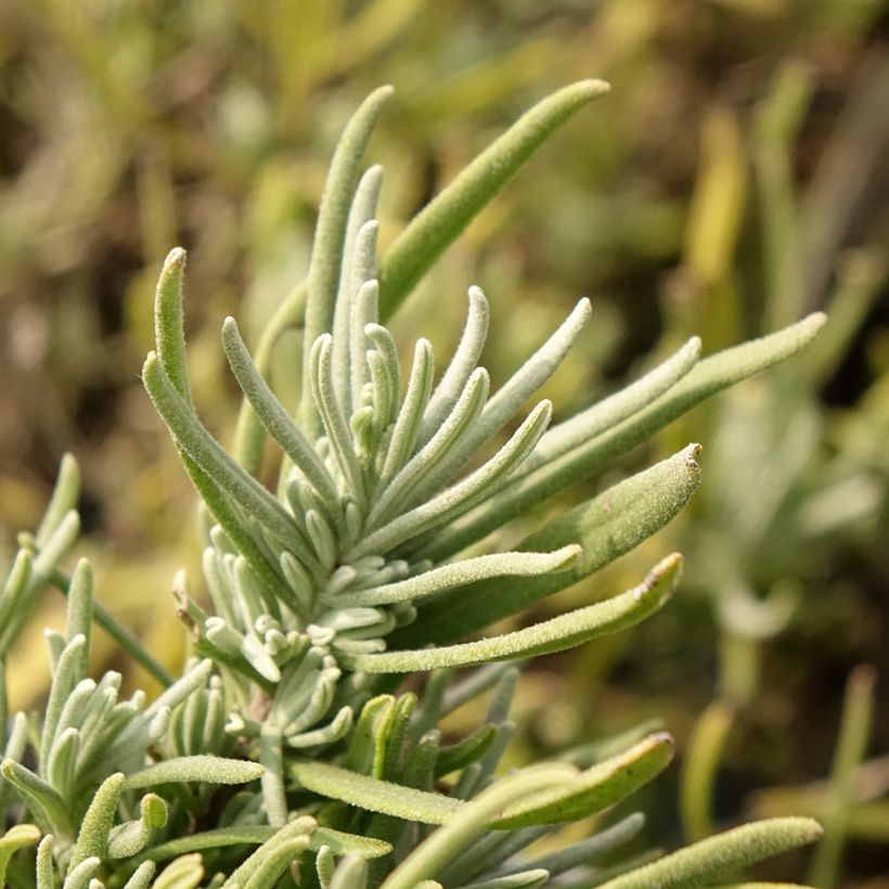 Lavandula angustifolia Arctic Snow - Echter Lavendel (Laub)