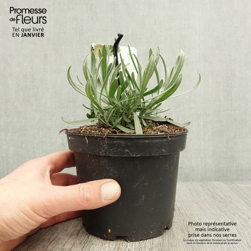 Exemplar von Lavande aspic ou à larges feuilles - Lavandula latifolia Pot de 1,5L/2L wie im Winter geliefert