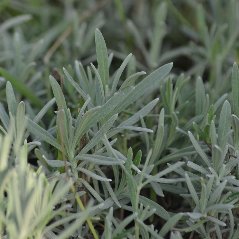 Lavandula intermedia Grappenhall - Provence-Lavendel (Laub)