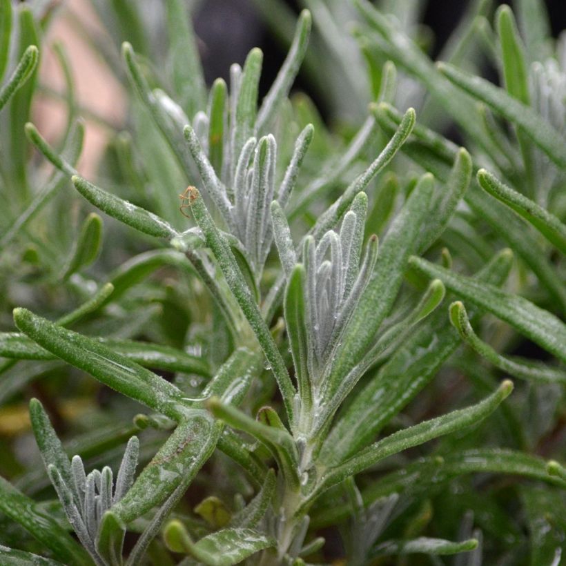 Lavandula angustifolia Hidcote - Echter Lavendel (Laub)