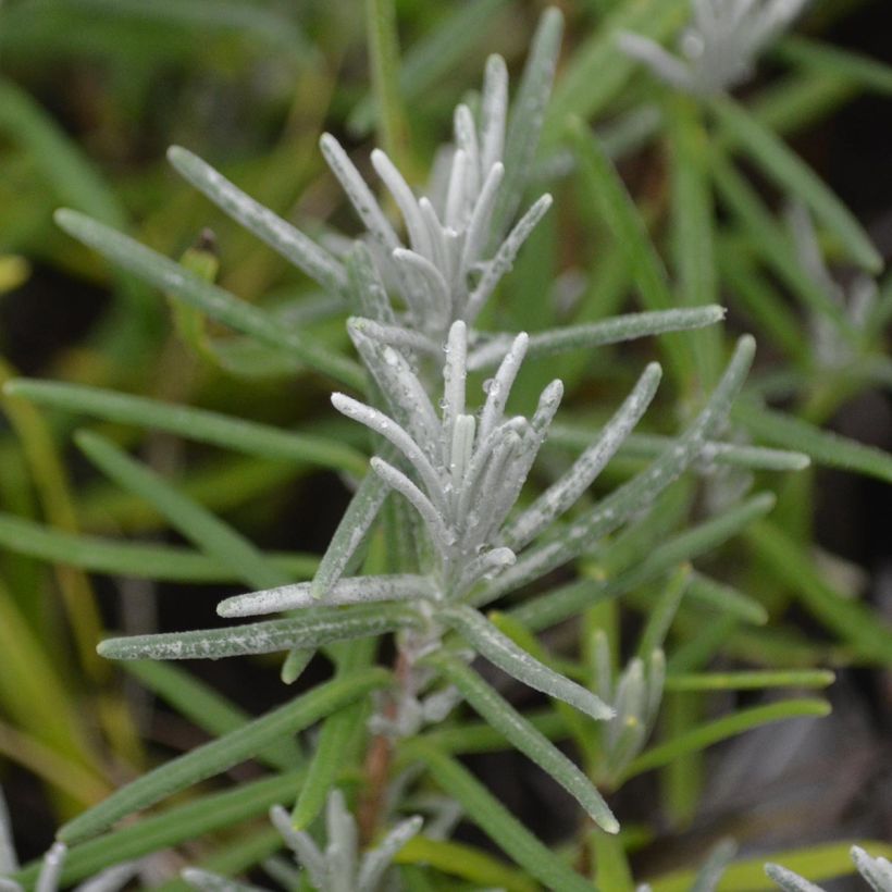 Lavandula angustifolia Dwarf Blue - Echter Lavendel (Laub)