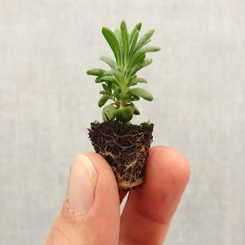 Exemplar von Lavandula stoechas Bandera White - Schopf-Lavendel Mini-Plug Ø 1,5/2,5 cm wie im Frühjahr geliefert