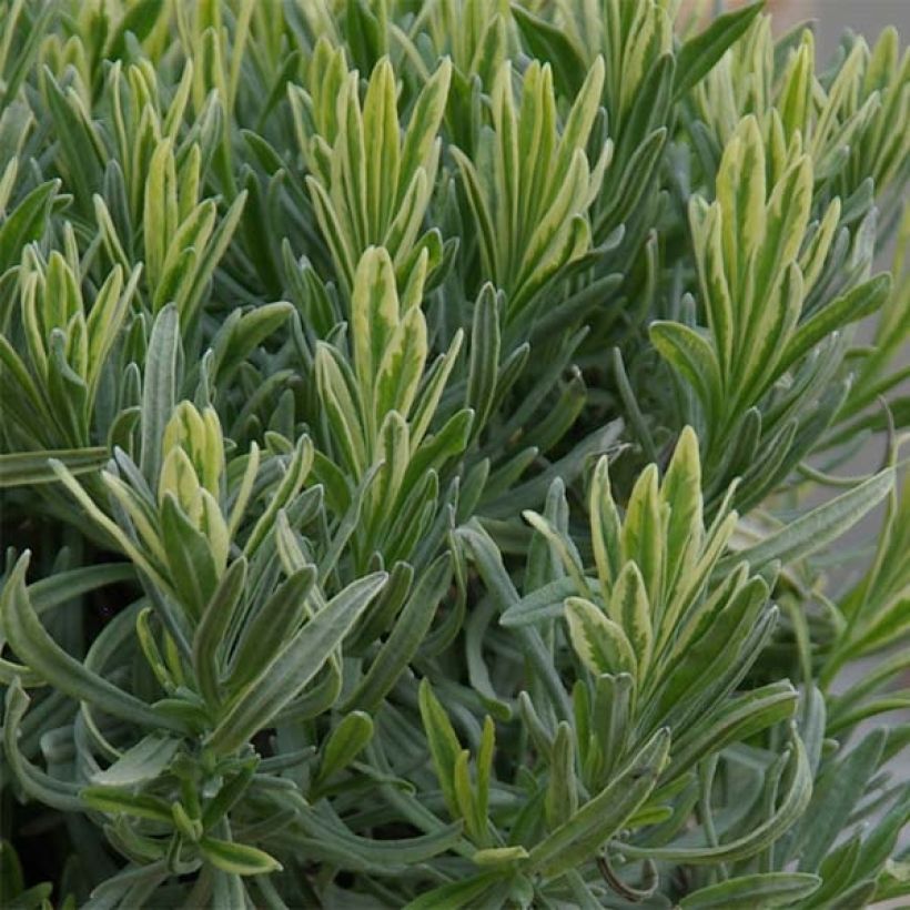 Lavandula intermedia Platinum Blonde - Provence-Lavendel (Laub)