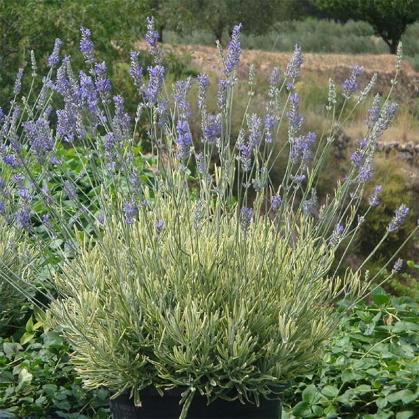 Lavandula intermedia Platinum Blonde - Provence-Lavendel (Hafen)