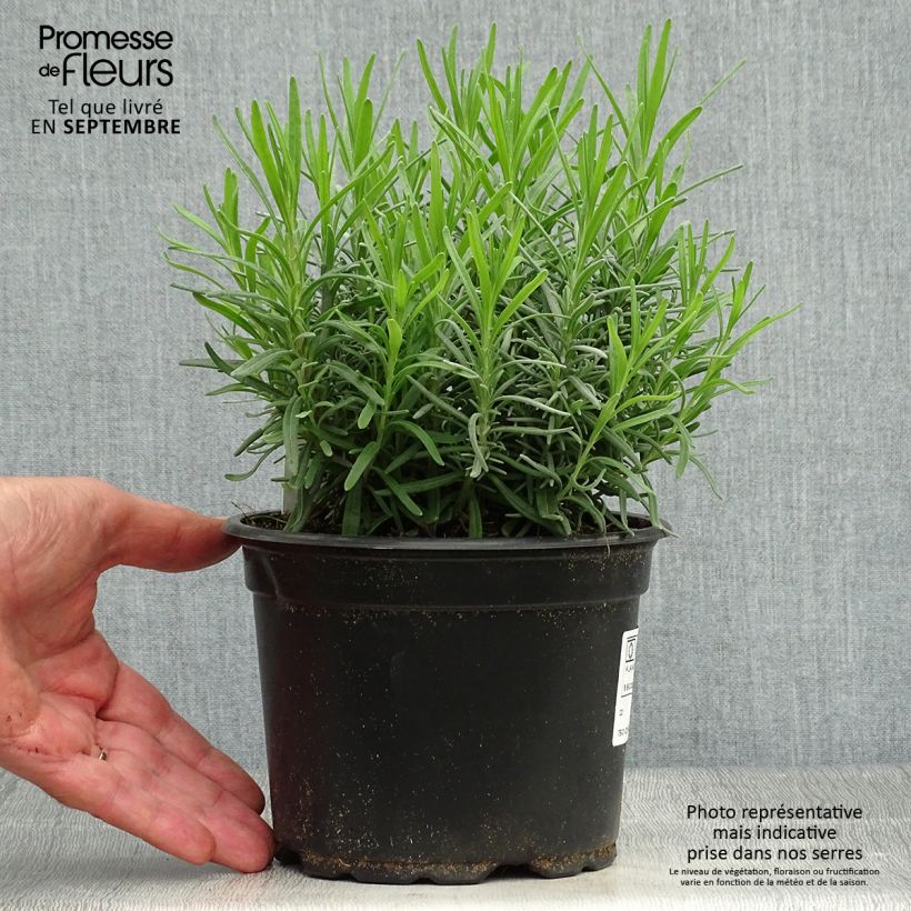 Exemplar von Lavande vraie - Lavandula angustifolia Dwarf Blue en pot de 2L wie im Herbst geliefert