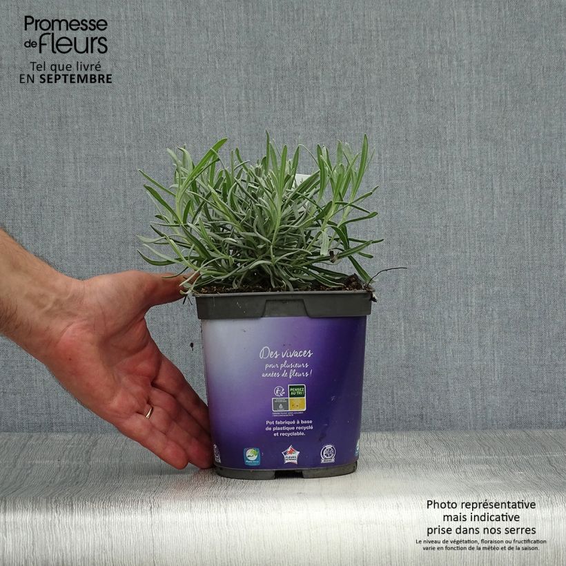 Exemplar von Lavandula intermedia Dutch Group - Provence-Lavendel wie im Herbst geliefert