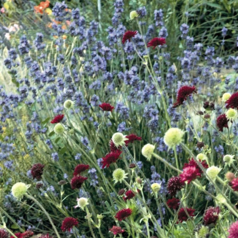 Lavandula angustifolia Dwarf Blue - Echter Lavendel (Hafen)