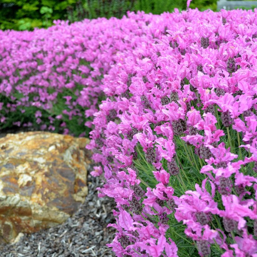 Lavandula stoechas The Princess - Schopf-Lavendel (Blüte)