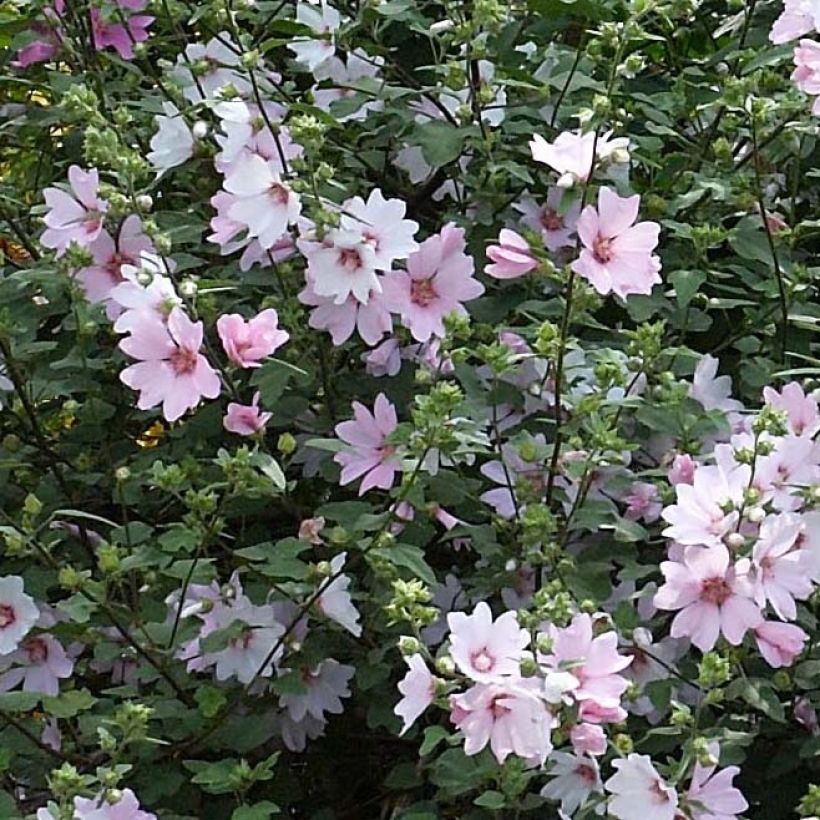 Buschmalve Barnsley Baby - Lavatera (Blüte)