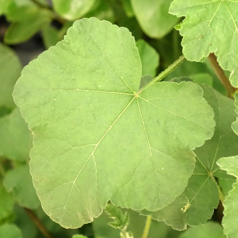 Lavatera olbia Rosea - Strauchpappel (Laub)