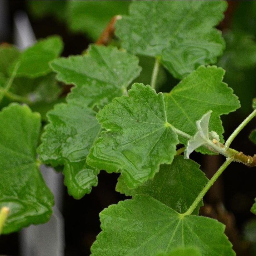 Lavatera maritima Bicolor - Mittelmeer-Strauchmalve (Laub)