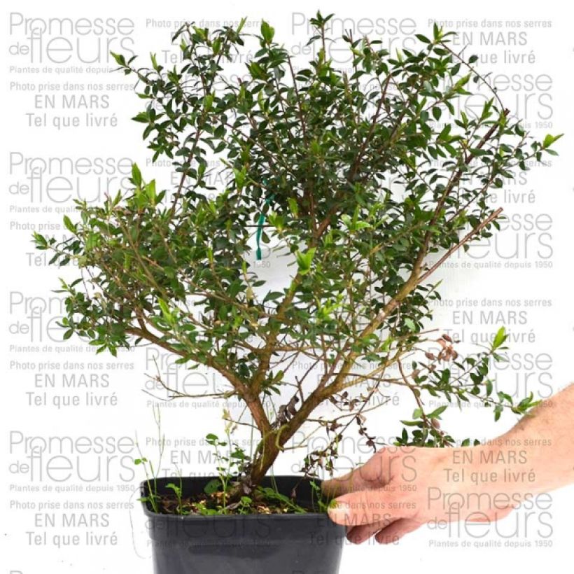 Beispiel eines Exemplars von Leptospermum Karo Pearl Star - Arbre à thé Pot de 2L/3L wie geliefert