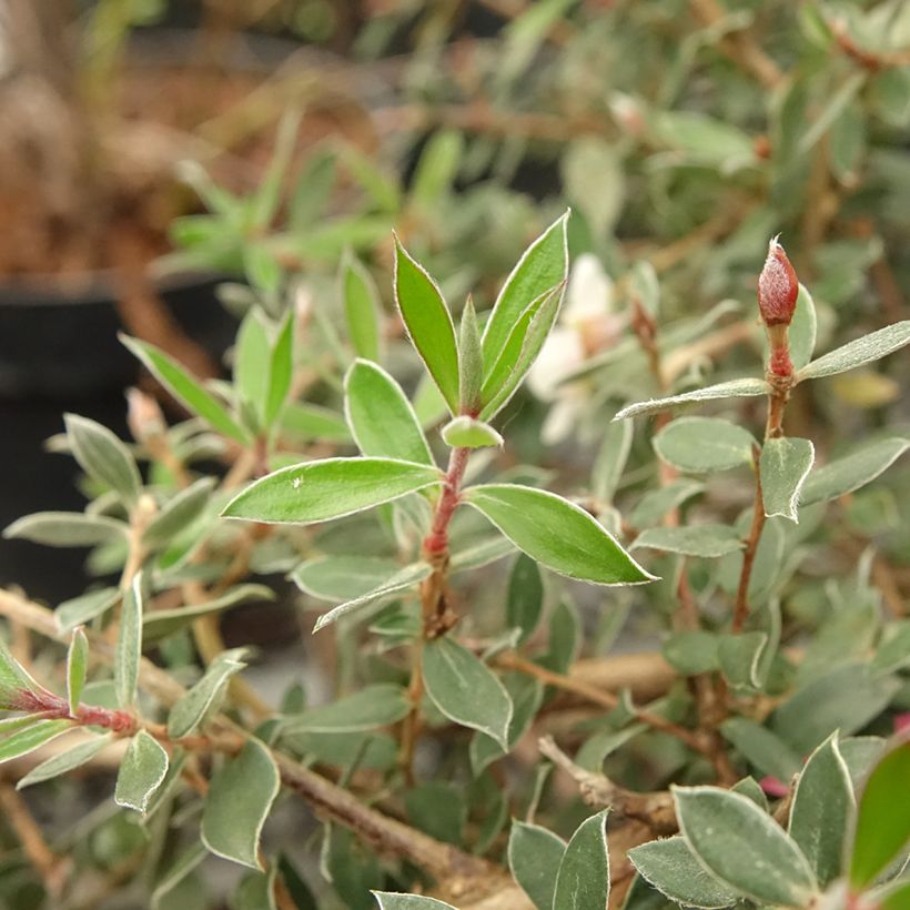 Leptospermum lanigerum Mesmer Eyes - Steinsame (Laub)