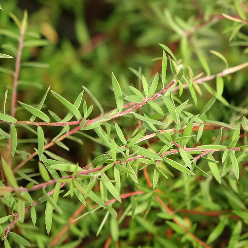 Leptospermum scoparium Red Falls - Steinsame (Laub)