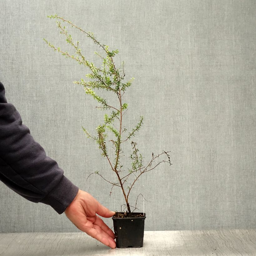 Exemplar von Leptospermum scoparium Snow Flurry - Arbre à thé de Nouvelle-Zélande - Godet de 8/9 cm wie im Sommer geliefert