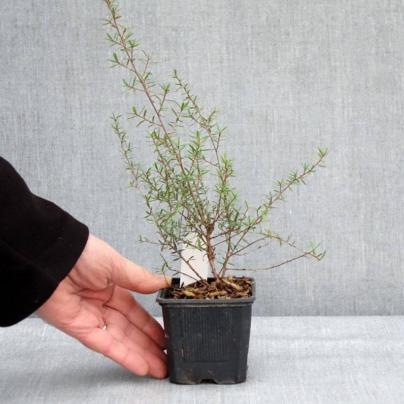 Exemplar von Leptospermum scoparium Snow Flurry - Steinsame Kleine Töpfe von 8/9 cm wie im Winter geliefert