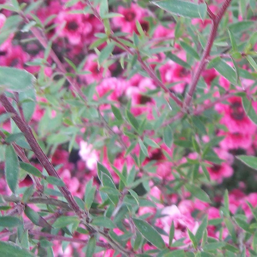 Leptospermum scoparium Wiri Kerry - Steinsame (Blüte)