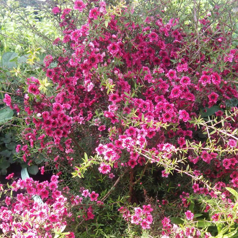 Leptospermum scoparium Wiri Kerry - Steinsame (Hafen)