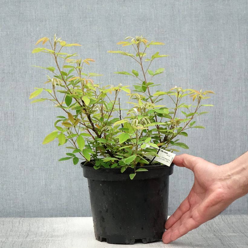 Exemplar von Lespedeza liukiuvensis Little Volcano - Trèfle en arbre - Pot de 3L/4L wie im Sommer geliefert