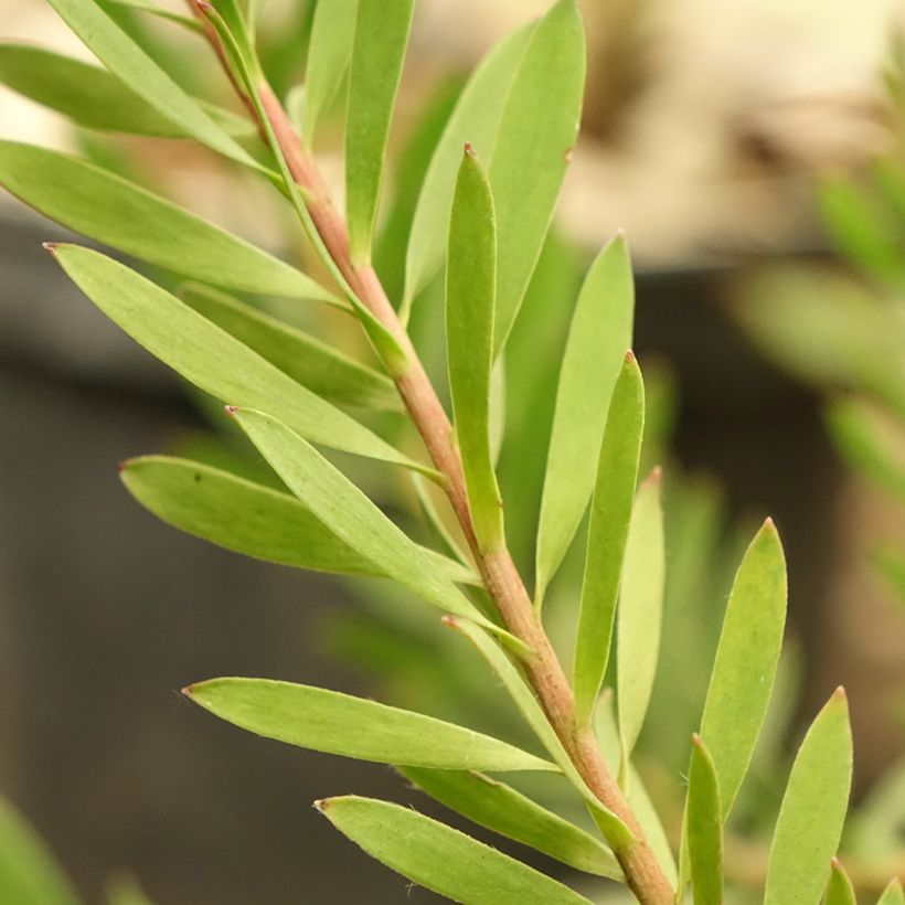 Leucadendron salignum Cheeky (Laub)