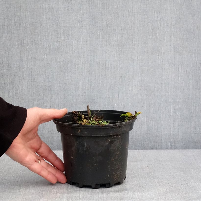 Exemplar von Großblumige Margerite Petite Princesse d'Argent - Leucanthemum Topf mit 2L/3L wie im Winter geliefert