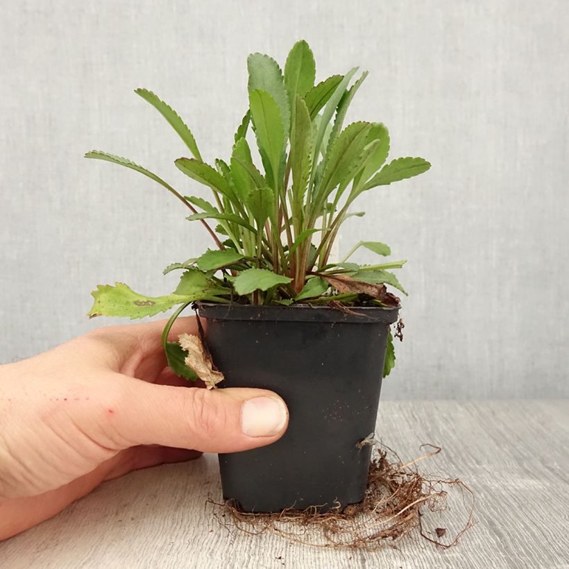 Exemplar von Leucanthemum superbum Alaska - Grande marguerite Godet de 8/9 cm wie im Frühjahr geliefert