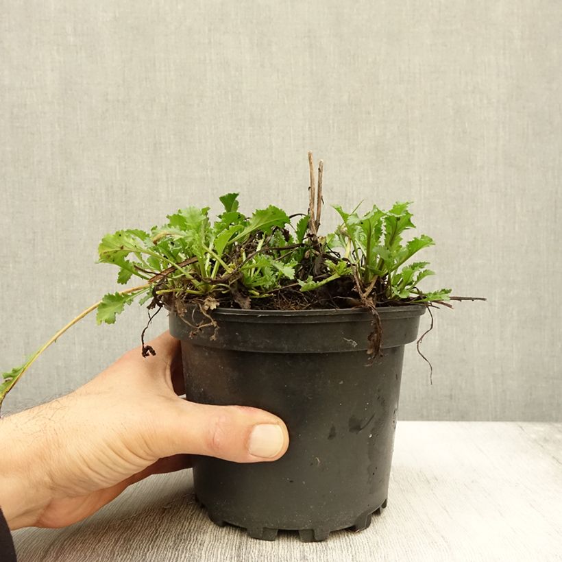 Exemplar von Leucanthemum superbum Becky - Grande marguerite en pot de 2L/3L wie im Herbst geliefert