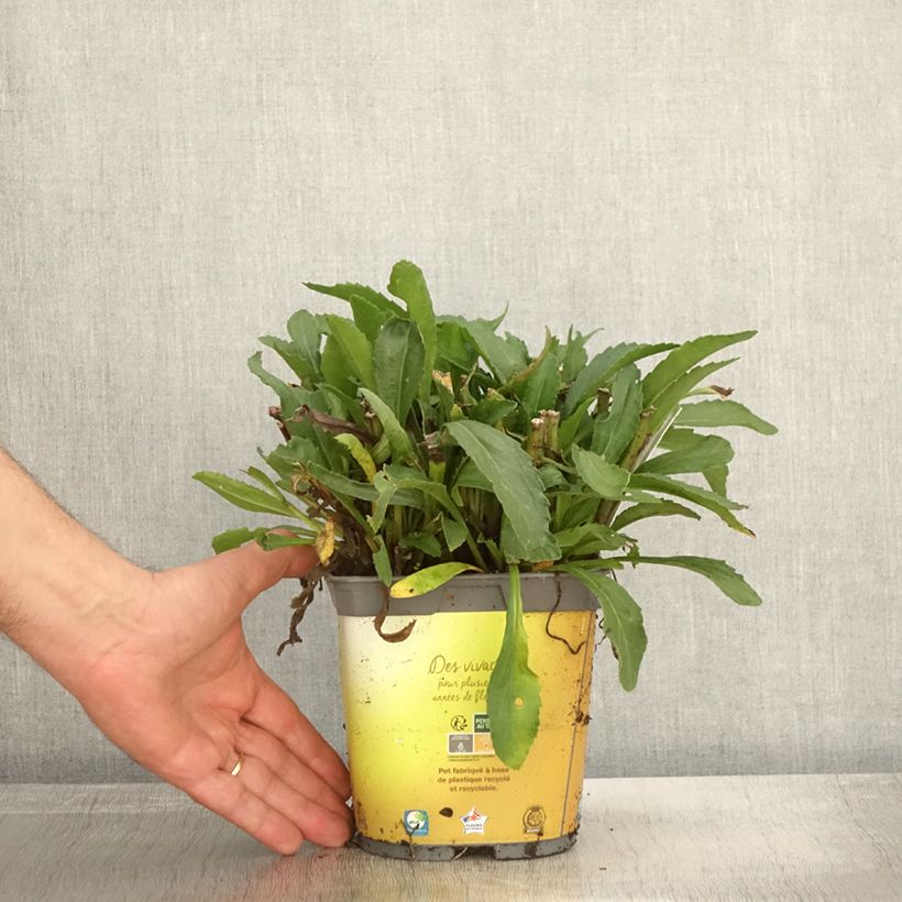 Exemplar von Leucanthemum superbum Broadway lights - Grande marguerite en pot de 2/3L Pot de 2L/3L wie im Herbst geliefert