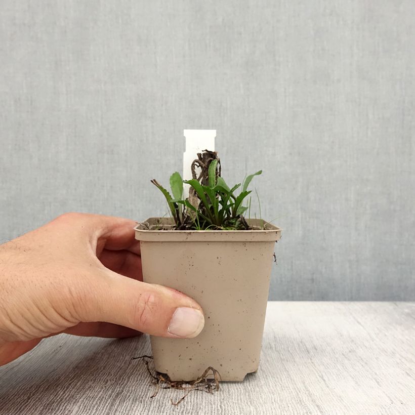 Exemplar von Leucanthemum superbum Luna - Grande marguerite Godet de 9cm wie im Herbst geliefert