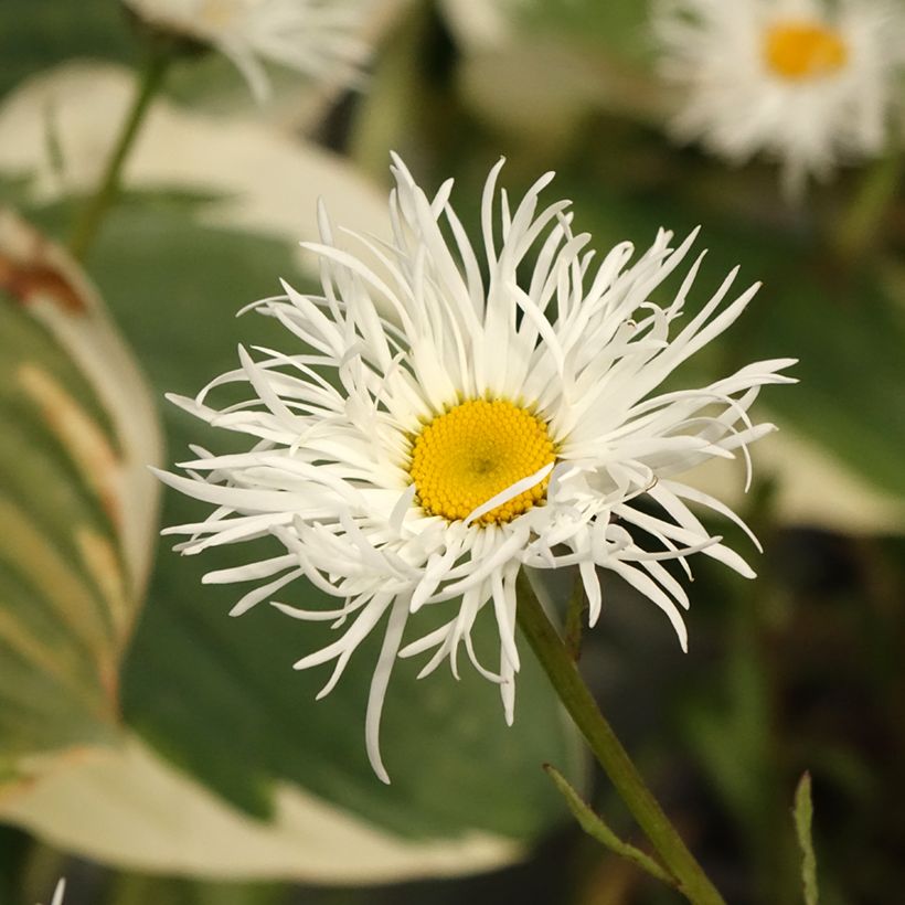 Großblumige Margerite Old Court - Leucanthemum (Blüte)