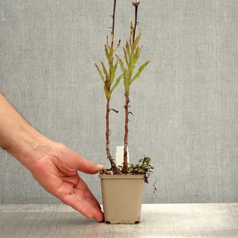 Exemplar von Leucanthemum superbum Real Glory - Grande Marguerite Godet de 9cm wie im Herbst geliefert