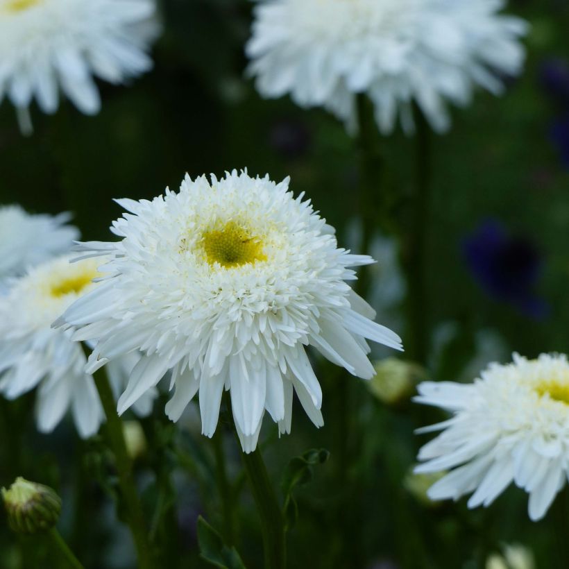 Großblumige Margerite Wirral Supreme - Leucanthemum (Blüte)