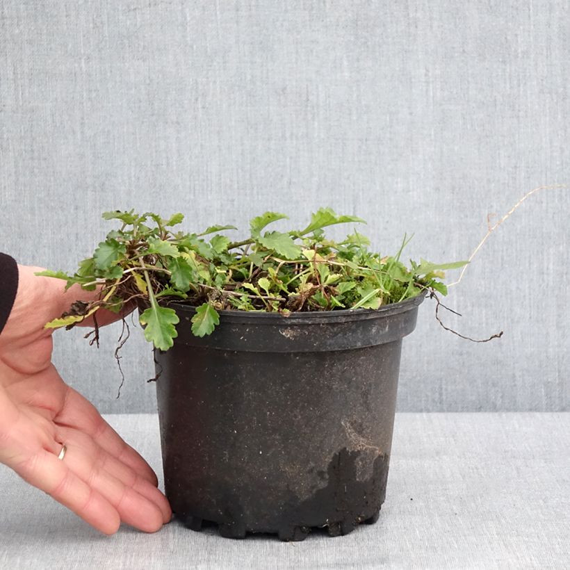 Exemplar von Magerwiesen-Margerite Maikonigin - Leucanthemum vulgare Topf mit 2L/3L wie im Winter geliefert