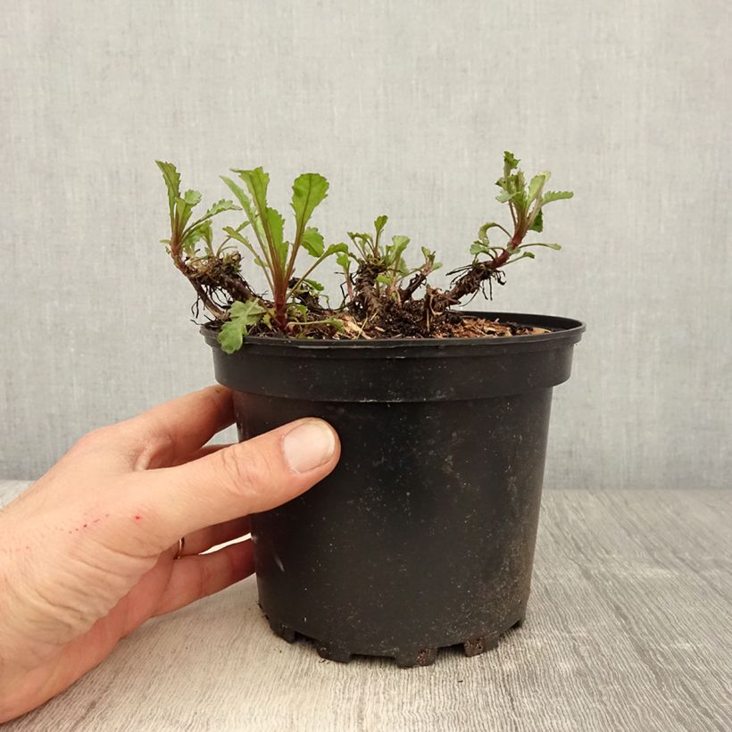 Exemplar von Magerwiesen-Margerite Maikonigin - Leucanthemum vulgare Topf mit 2L/3L wie im Frühjahr geliefert