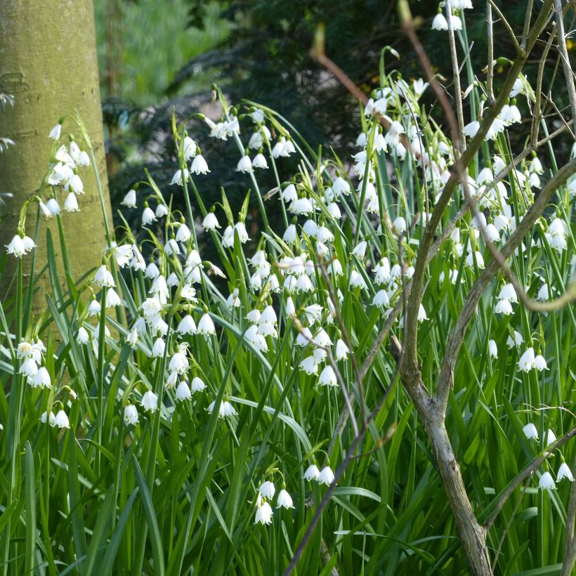 Leucojum aestivum Gravetye Giant - Sommer-Knotenblume (Hafen)