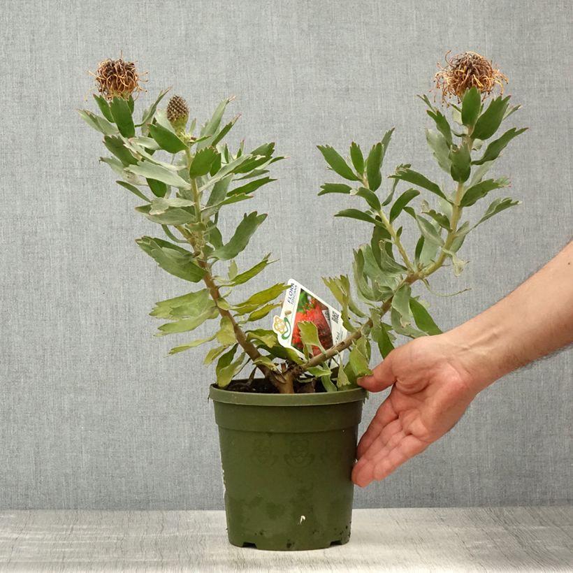 Exemplar von Leucospermum Ayoba Red - Gärtnerprotee Topf mit 2L/3LGelieferte Höhe ca. 30/40cm wie im Frühjahr geliefert