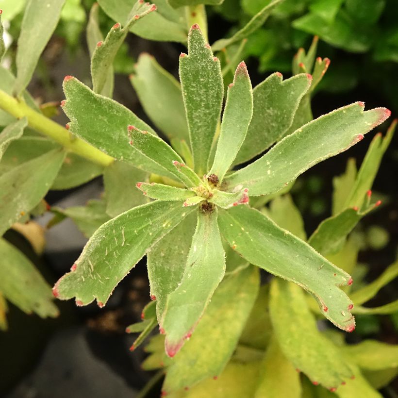 Leucospermum Ayoba Red - Gärtnerprotee (Laub)