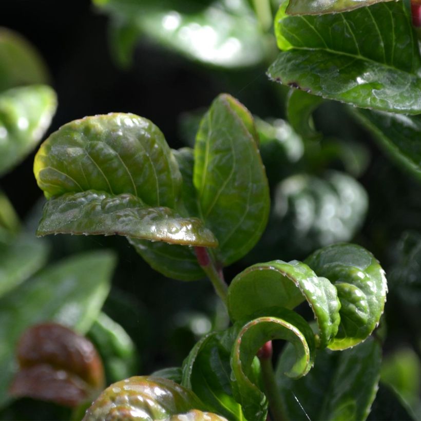 Traubenheide Curly Red - Leucothoe axillaris (Laub)