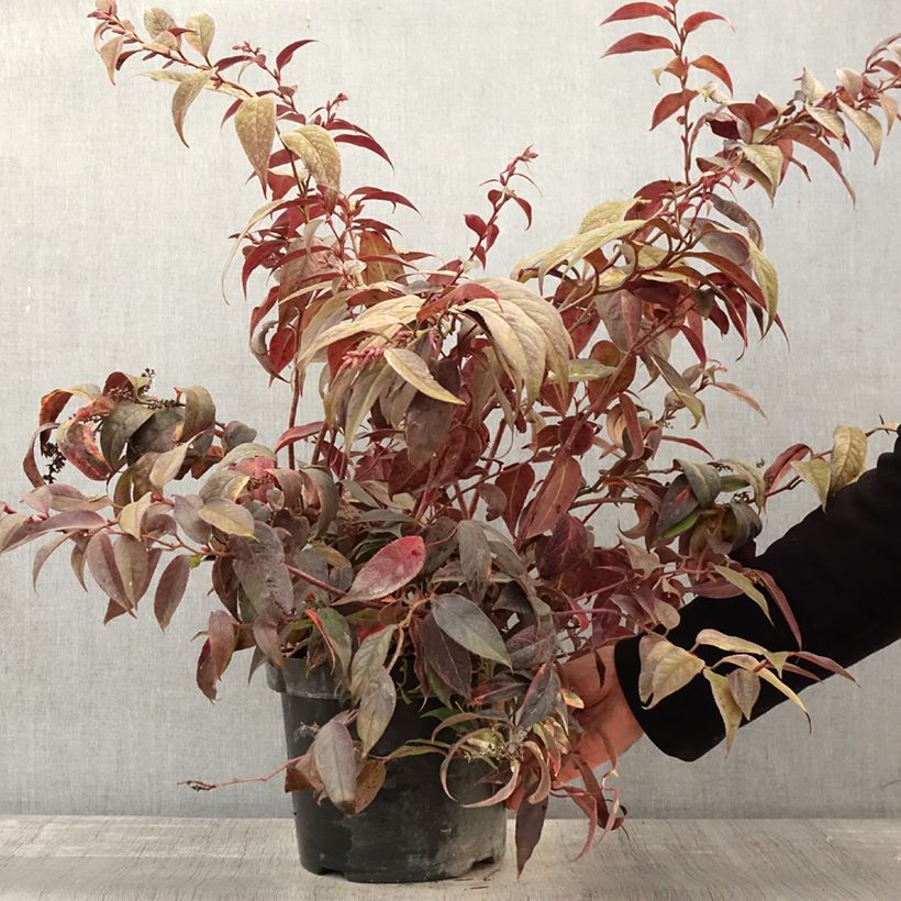 Exemplar von Traubenheide Rainbow - Leucothoe fontanesiana Topf mit 7,5L/10LGelieferte Höhe ca. 40/50cm wie im Herbst geliefert