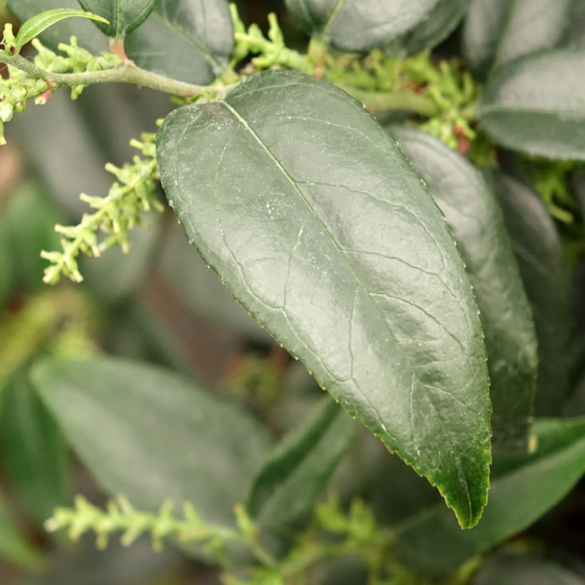 Traubenheide Dark Diamond - Leucothoe fontanesiana (Laub)