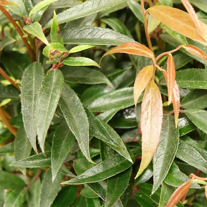 Traubenheide Burning Love - Leucothoe keiskei (Laub)