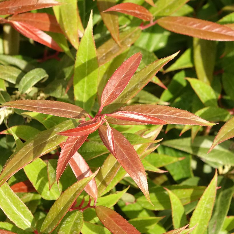 Traubenheide Burning Love - Leucothoe keiskei (Laub)