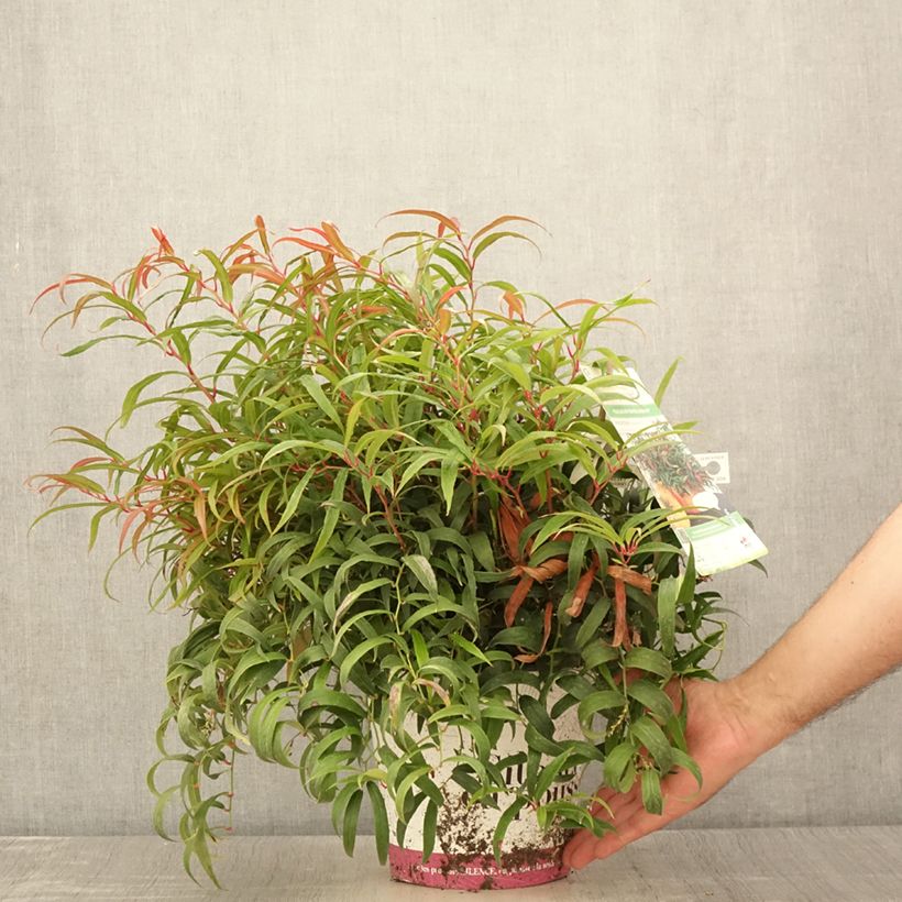 Exemplar von Traubenheide Halloween - Leucothoe keiskei Topf mit 4L/5LGelieferte Höhe ca. 20/30cm wie im Sommer geliefert