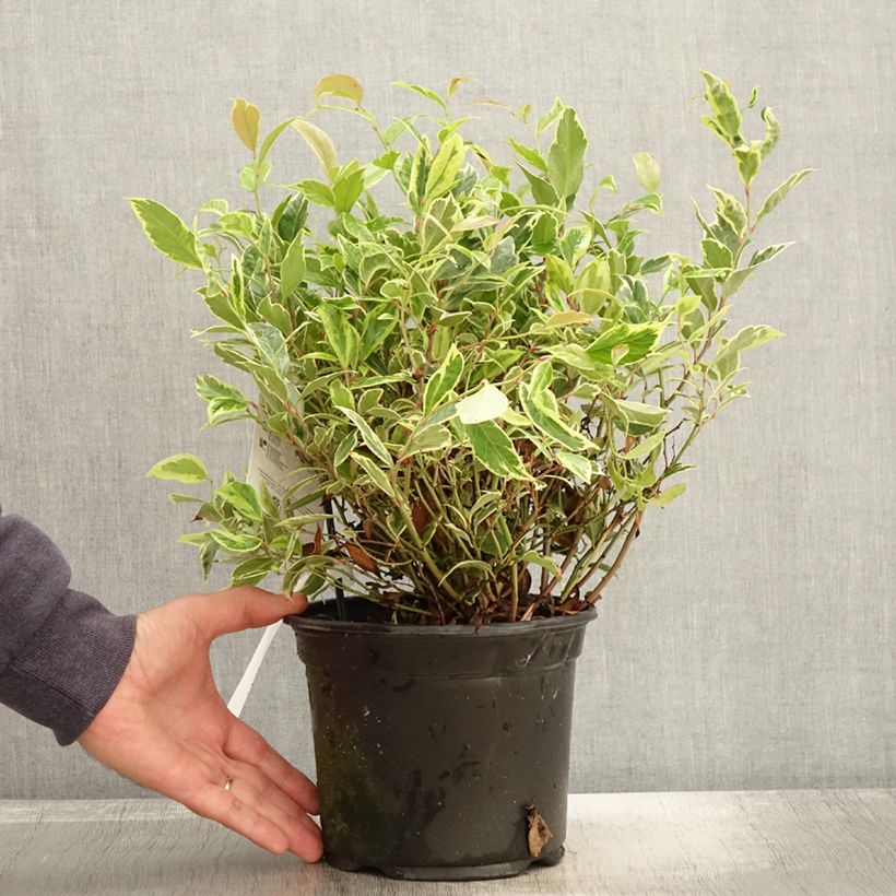 Exemplar von Leucothoe walteri Firestar - Pot de 2L/3L wie im Herbst geliefert