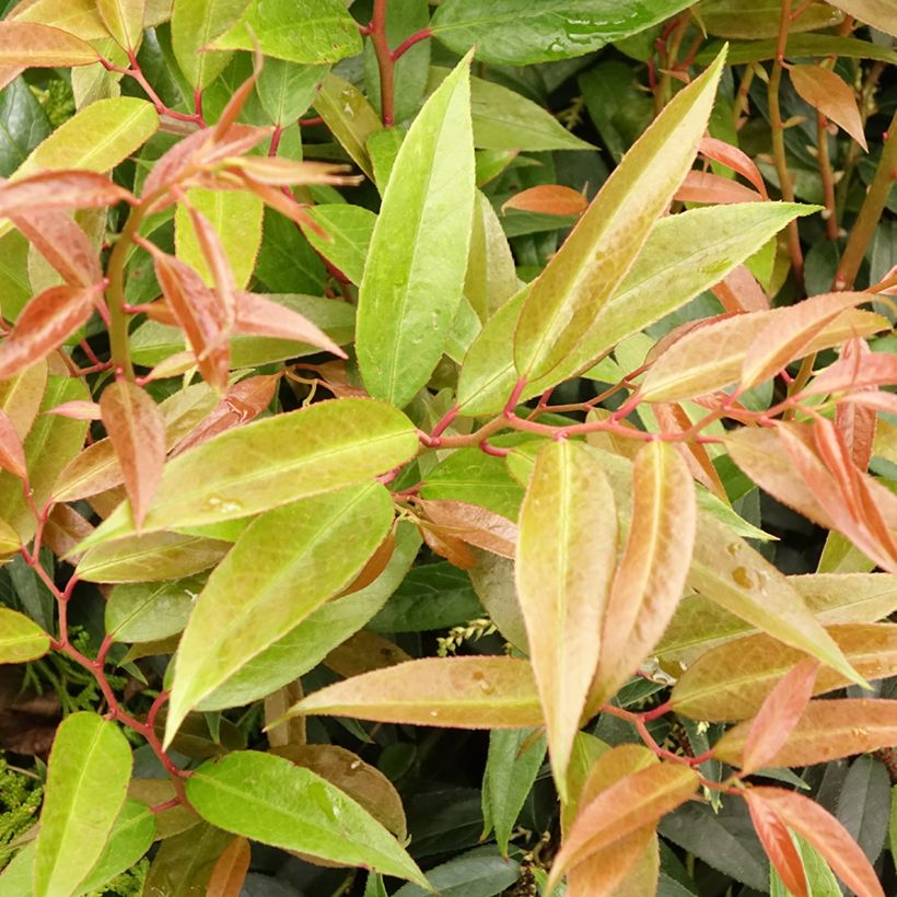 Traubenheide Royal Ruby - Leucothoe walteri (Laub)