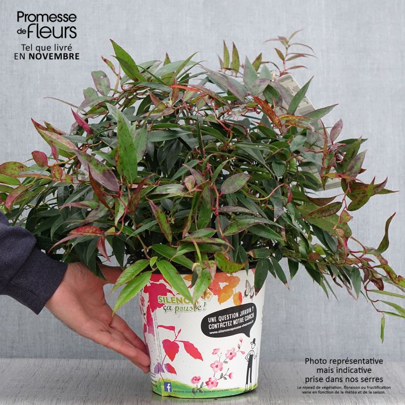 Exemplar von Traubenheide Royal Ruby - Leucothoe walteri wie im Herbst geliefert