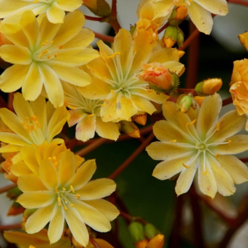 Lewisia cotyledon Golden Yellow - Bitterwurz (Blüte)