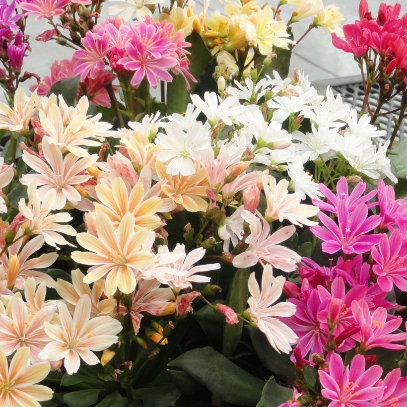 Lewisia cotyledon Elise Mix - Bitterwurz (Blüte)